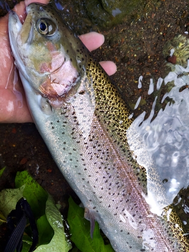 ニジマスの釣果