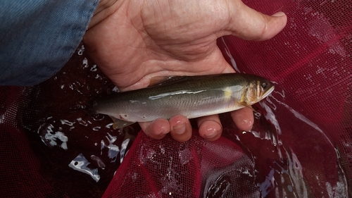 アユの釣果