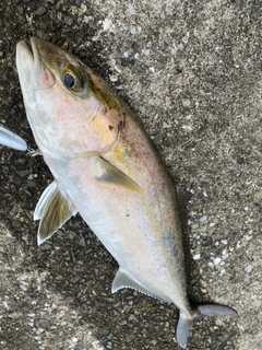 カンパチの釣果