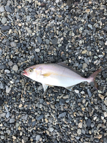 ショゴの釣果