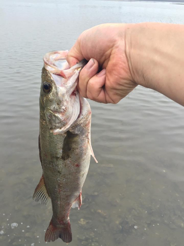 スズキの釣果