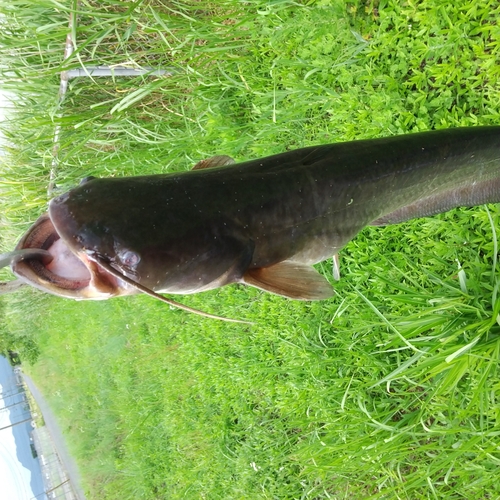 マナマズの釣果