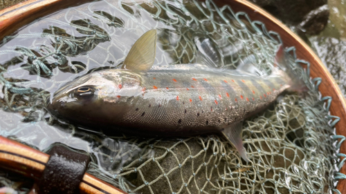 アマゴの釣果