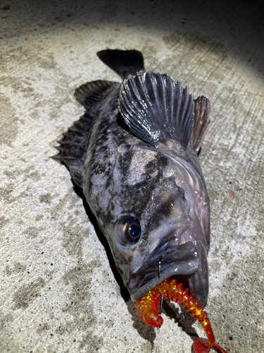 クロソイの釣果