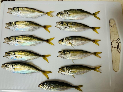 アジの釣果