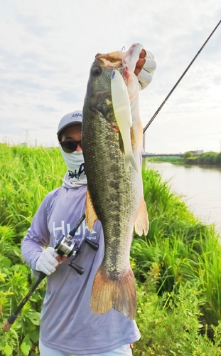 ブラックバスの釣果