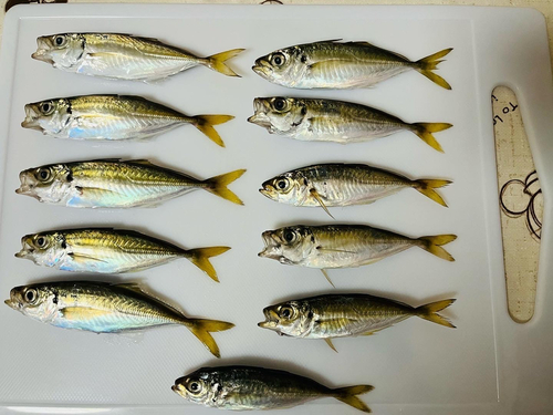 釣果