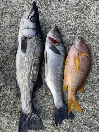 ヒラスズキの釣果