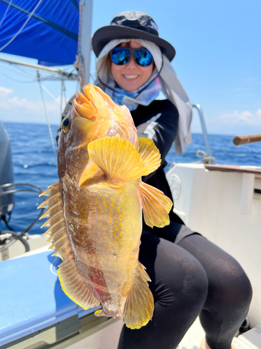 アオハタの釣果