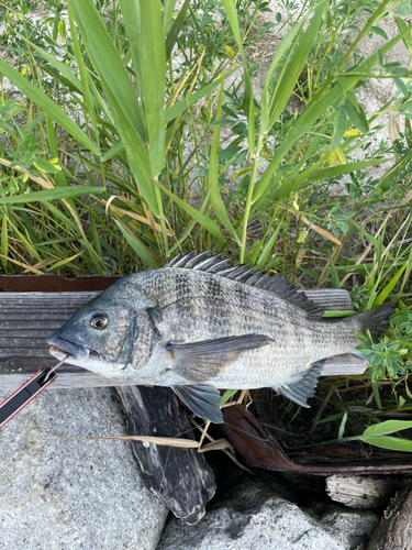 チヌの釣果