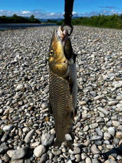 ニゴイの釣果