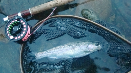 ニジマスの釣果