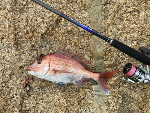 マダイの釣果