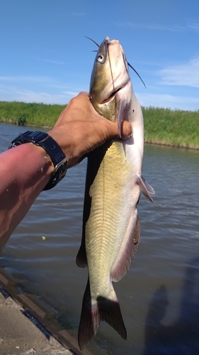 ナマズの釣果