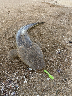 マゴチの釣果