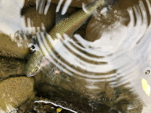 ニジマスの釣果