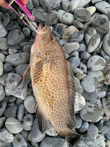 オオモンハタの釣果