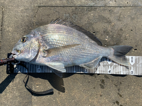 ヘダイの釣果