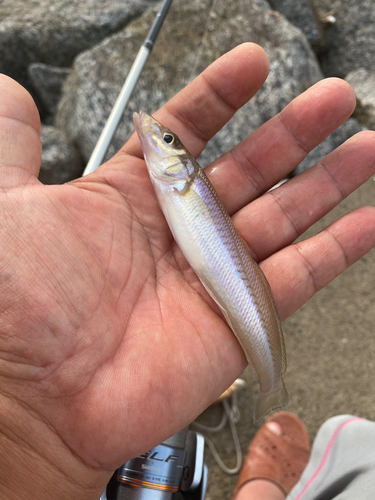 キスの釣果