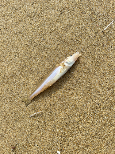 キスの釣果