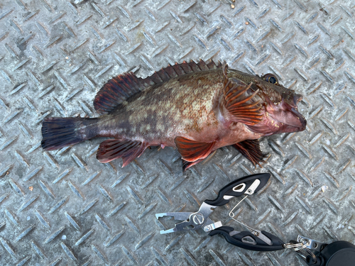 カサゴの釣果