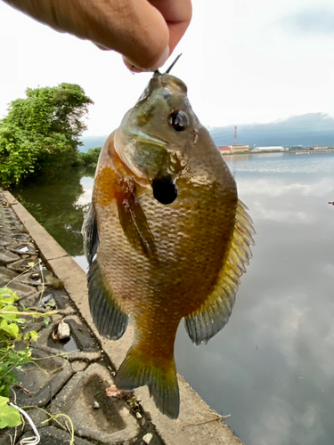 ブルーギルの釣果