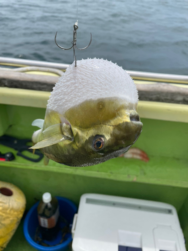 シロサバフグの釣果