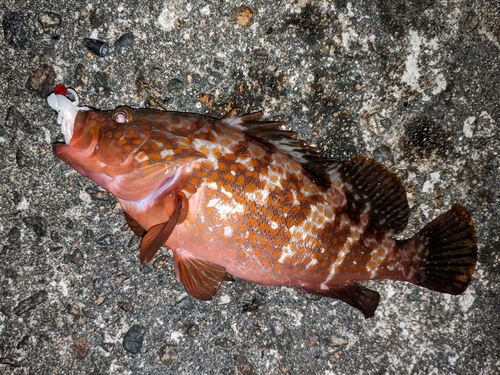 キジハタの釣果