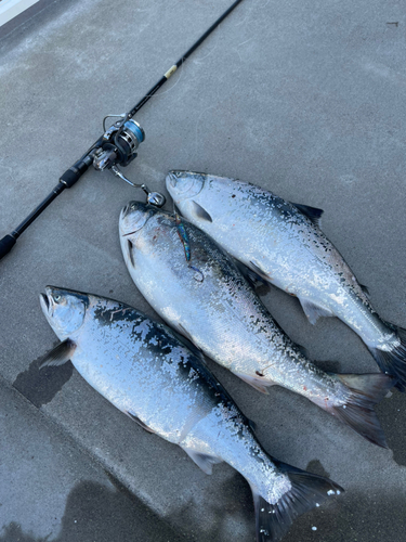 サクラマスの釣果