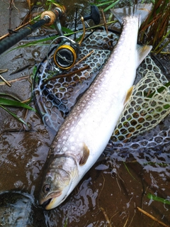 アメマスの釣果