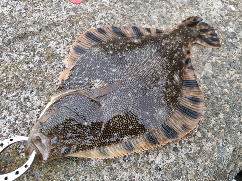 マツカワの釣果