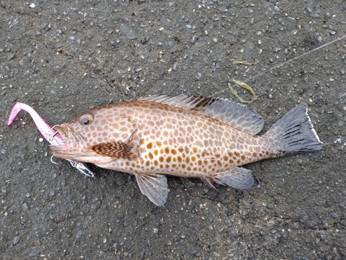 オオモンハタの釣果