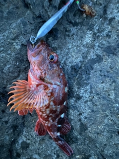 アラカブの釣果