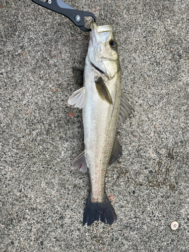 スズキの釣果