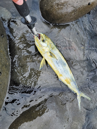 シイラの釣果