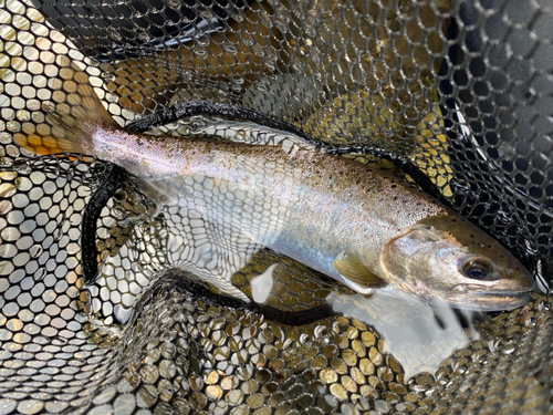 ヤマメの釣果