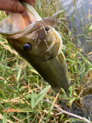 ラージマウスバスの釣果