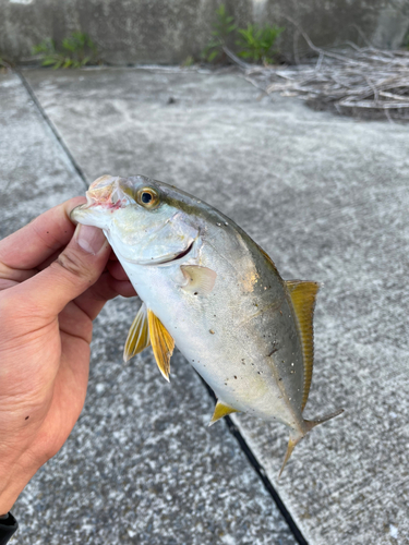 釣果