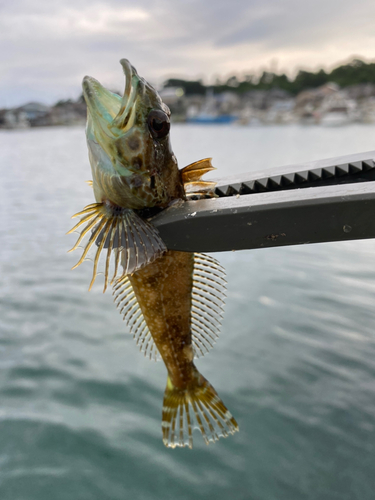 アナハゼの釣果