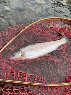 ニジマスの釣果