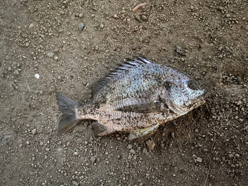 キビレの釣果