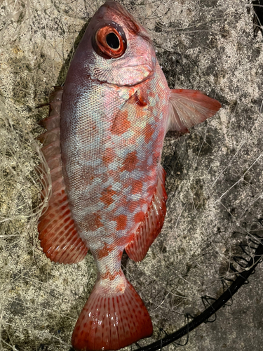 ゴマヒレキントキの釣果