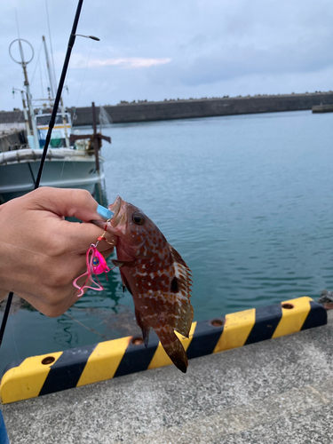 アコウの釣果