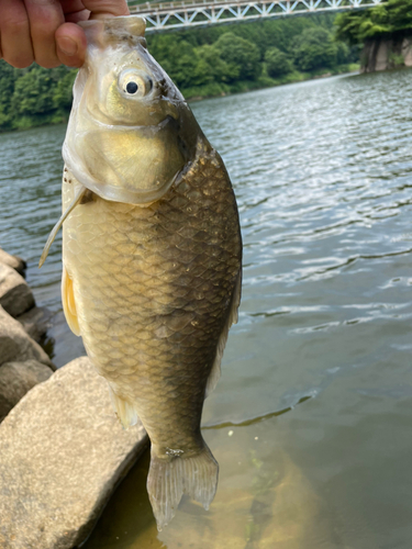 ヘラブナの釣果