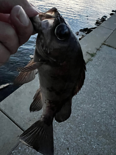 メバルの釣果