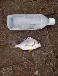 キビレの釣果