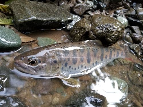 ヤマメの釣果