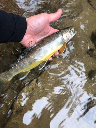 オショロコマの釣果