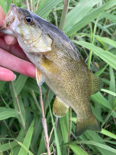 スモールマウスバスの釣果