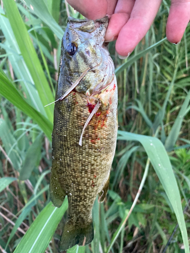 スモールマウスバスの釣果